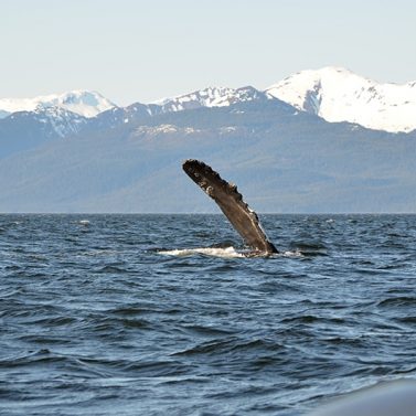 https://isptours.com/wp-content/uploads/2016/02/DSC_0038-377x377.jpg