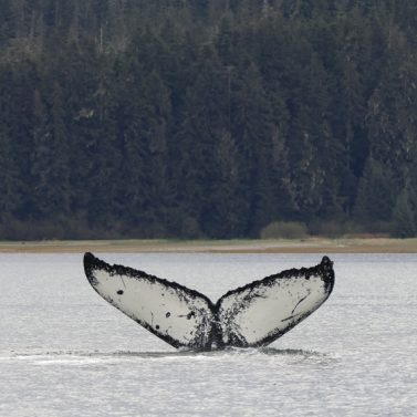 https://isptours.com/wp-content/uploads/2016/10/Fluke-377x377.jpg