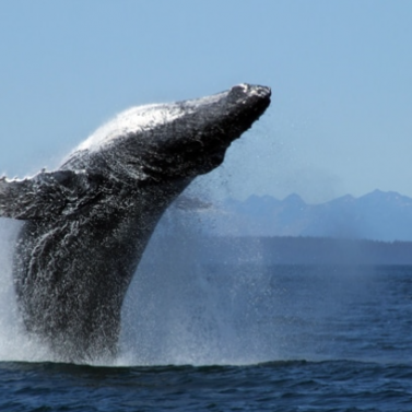 https://isptours.com/wp-content/uploads/2016/10/Whale-Jumping-377x377.png